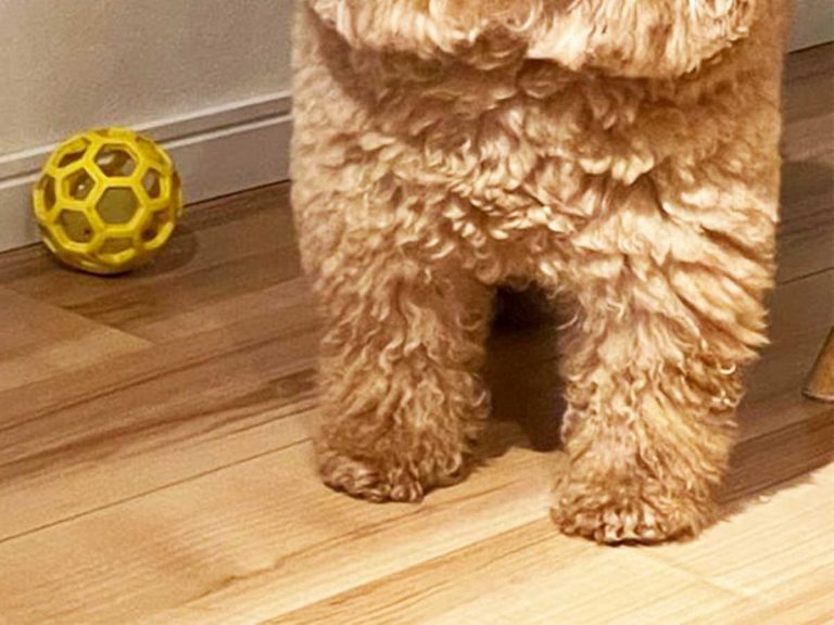 This fluffy, huggable pup is burning up Japanese social media