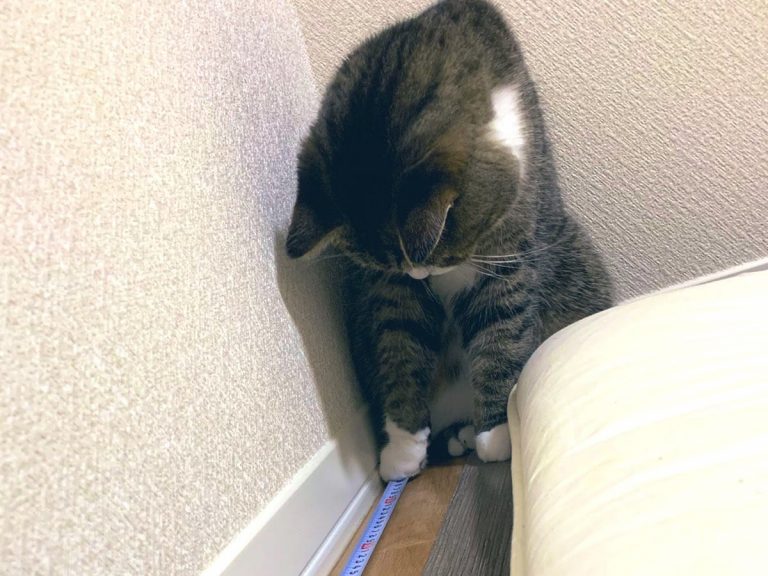 Photo of Cat Lending a Hand Gets Over 409K Likes on Twitter