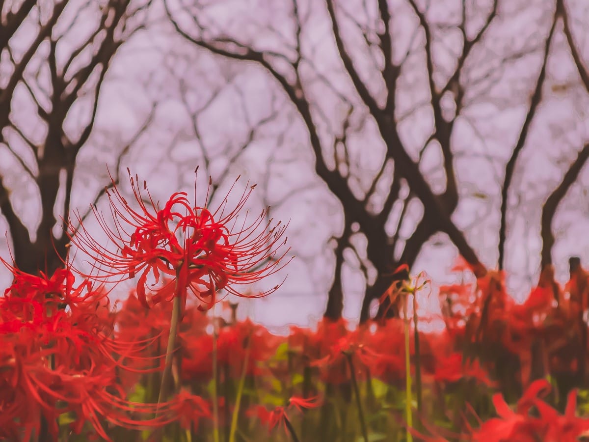 red spider lily flower anime｜TikTok Search