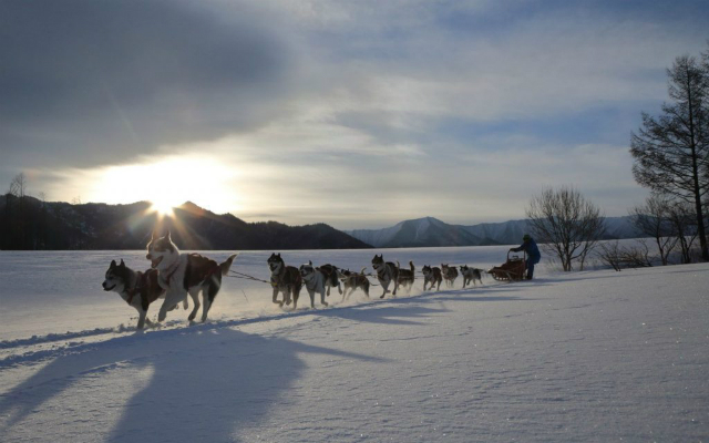 Hokkaido Sled Dogs Build Trust with Their Snow Tracks