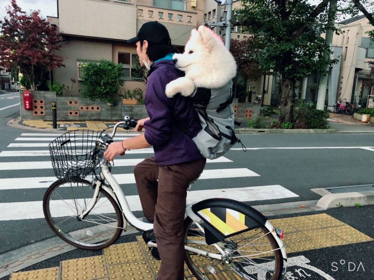 Super fluffy Samoyed in Japan charms people with his preferred method of travel