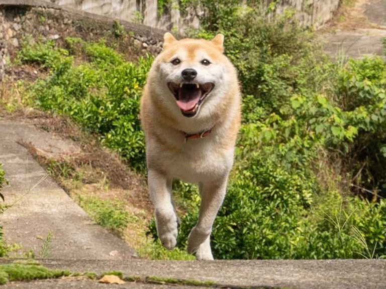 How Shiba inu express love for their owners