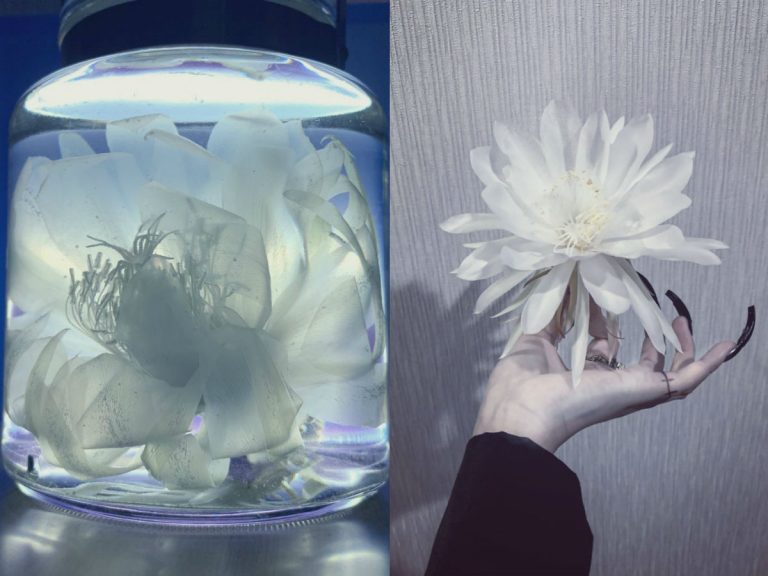 Haunting video of phantom “Queen of the Night” flower that blooms in one night, once a year