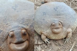 Internet enamored and mystified with impossibly round frog and its “I’d like to talk to the manager” face
