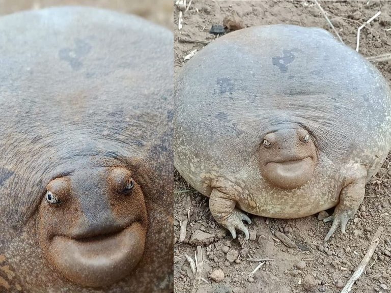 Internet enamored and mystified with impossibly round frog and its “I’d like to talk to the manager” face