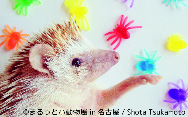 Japan’s Tiny Instagram Models, These Hedgehogs’s High Concept Photoshoots Give Us Life