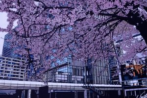 People’s minds are blown that these aren’t photos of Japan