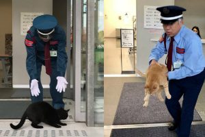 Japanese Security Guard Develops Special Bond With Cats Desperate To Enter Art Museum