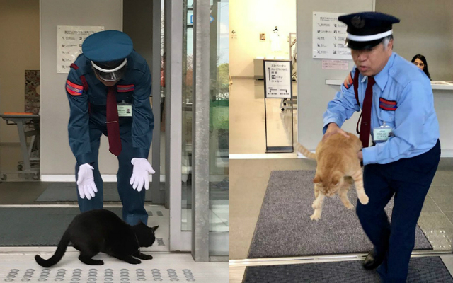 Lone Security Guard at Hiroshima Art Museum in Constant Battle with Cat Intruders: A Photo Collection