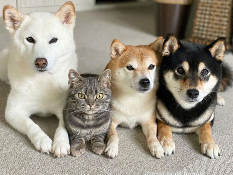 Adorable cat in Japan with shiba siblings thinks he’s a shiba inu