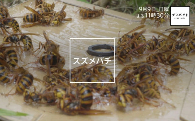 Japanese Giant Hornets: So Dangerous that Suzume Bachi Hunters Must Hunt Them!