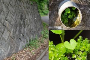 The Adorable Mini-Gardens And Animal Homes Of Japanese Countryside Drainage Pipes