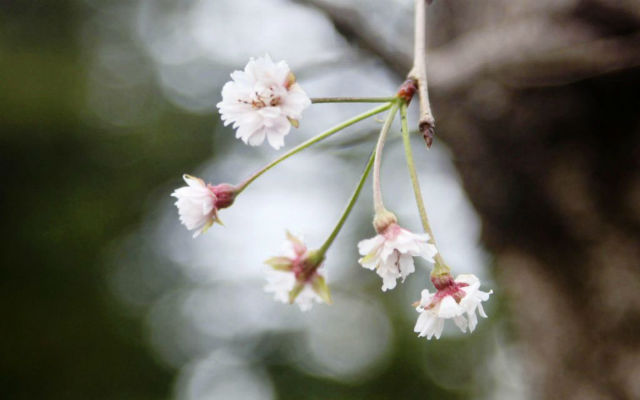 Cherry Blossoms in Autumn: Japan Weather Expert Explains ‘Surprise’ Sight