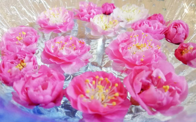 Fallen Japanese Weeping Plum Blossoms Resurrected Into Beautiful Floral Art