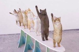 Japanese Art Student’s Graduation Project Is A Lineup Of Cats Adorably Asking You For High Fives