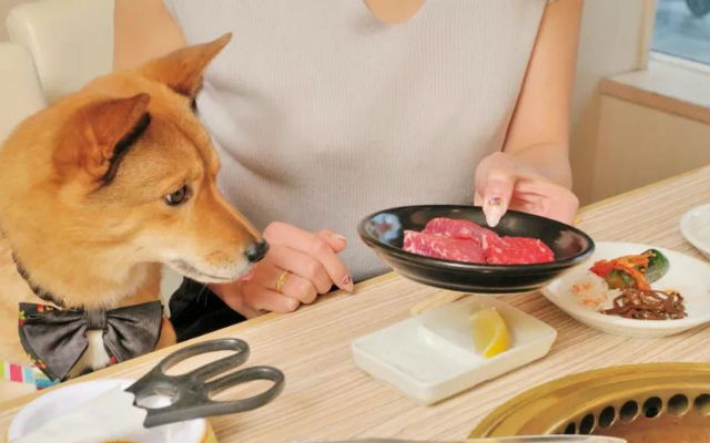 Japanese Yakiniku Chain Lets You BBQ And Eat Along With Your Dog