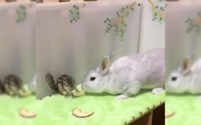 Bunny And Chipmunk Constantly Battle Over Food, Even When They Have Their Own Share
