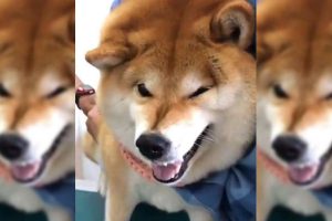 Famously Stubborn Shiba Inu Hana-chan Has Strong Words For Vet, Despite Not Actually Getting A Shot