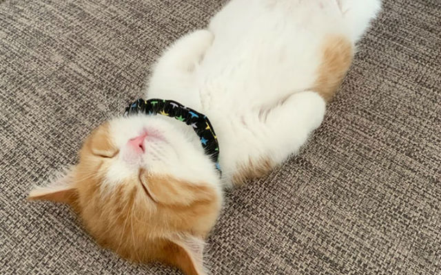 Meet Chata, The Munchkin Cat With An Impossibly Adorable Sleeping Pose
