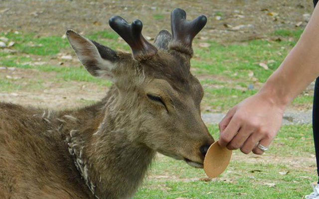 Japanese Deer Rejecting Crackers After Eating Too Much Over Holiday Is Surprisingly Cute