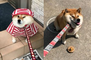 Meet Hana-Chan, The Stubbornly Cute Shiba Inu Who Will Let You Know When A Walk Starts Or Stops