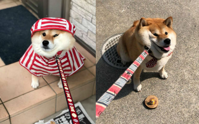Meet Hana-Chan, The Stubbornly Cute Shiba Inu Who Will Let You Know When A Walk Starts Or Stops