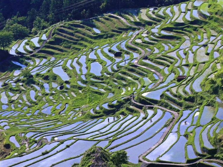 [Hidden Wonders of Japan] Preserving Maruyama’s Thousand Rice Paddies