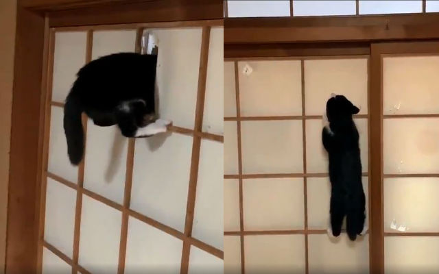 The Biggest Problem For Cat Lovers With Traditional Japanese Sliding Doors