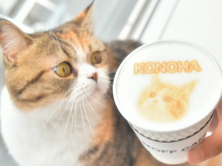 First Cat Cafe with Kitty Latte Art and View of Mount Fuji Opening in Tokyo