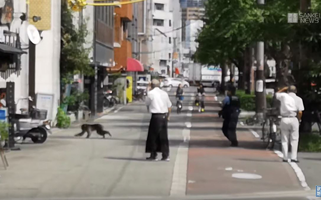 Wild Japanese Macaque Sighted in Downtown Osaka / Monkey Do’s and Dont’s in Japan