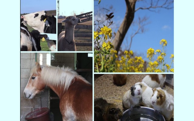 A hidden gem in Japan: Mother Bokujo Farm in Chiba- A place for all ages