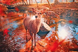 These Magical Photos Prove You Should Visit Kyoto and Nara in the Autumn