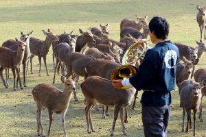 WATCH: Nara’s Deer Gather to Hear the Notes of Beethoven