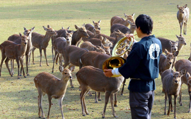 WATCH: Nara’s Deer Gather to Hear the Notes of Beethoven