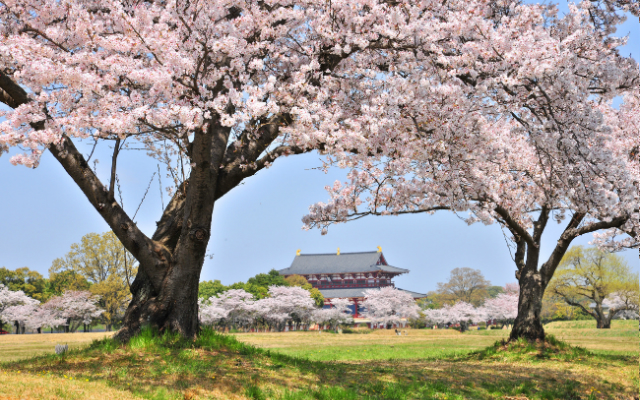 Cherry blossoms in bloom at Nara