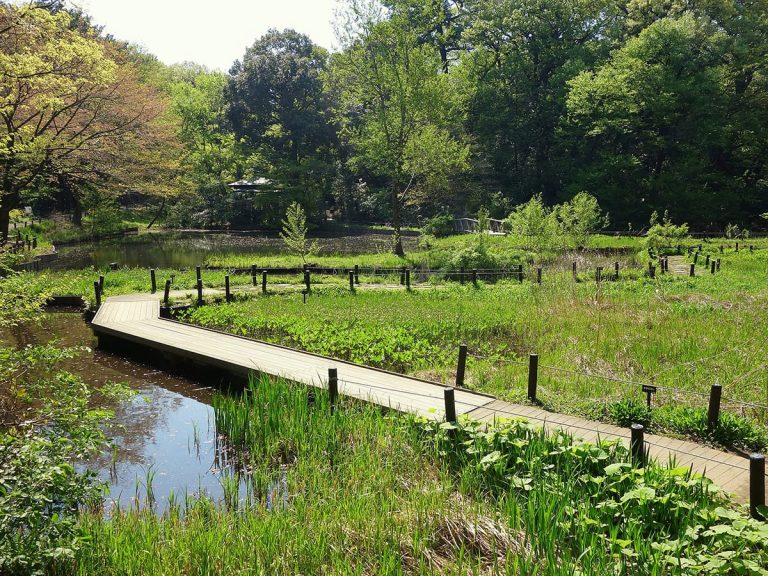 See Tokyo (almost) as nature intended at the National Institute for Nature Study