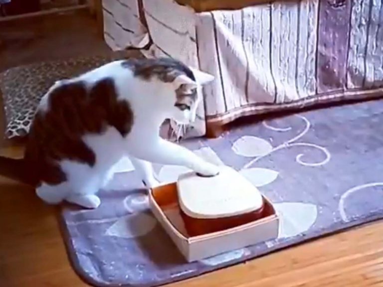 Clever Japanese Cat Gains The Upper Paw on Automatic Cat Feeder
