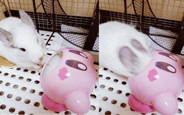 Chinchilla Adorably Finds Out The Unbridled Inhaling Power Of Kirby