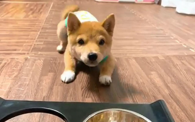 Happy-Go-Lucky Mini Shiba Inu Has Mysterious But Adorable Pre-Meal Dance Routine