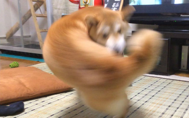 Japanese Twitter Falls In Meme Love With Perfectly Timed Photo Of One-Punch Shiba Inu