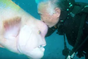 Fish Comes To Visit Japanese Diver Friend At Underwater Shrine For 30 Years