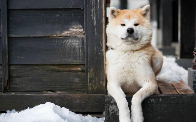 Good Boy Akita Dog Officially Honored As Hero After Helping Rescue Elderly Woman