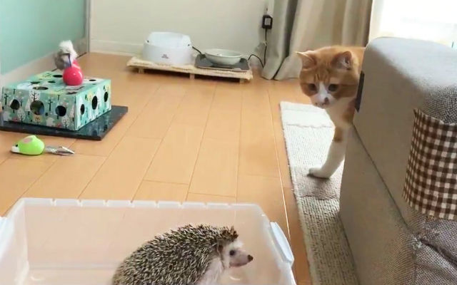 Cat Adorably Mystified By Hedgehog’s Defense System