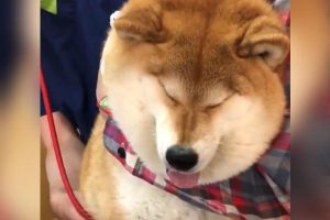 Famously stubborn shiba inu Hana-chan has comical werewolf transformation at the vet