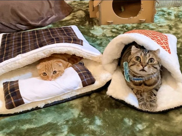 Adorable munchkin cats fall in love with cozy trapping power of kitty-sized futons