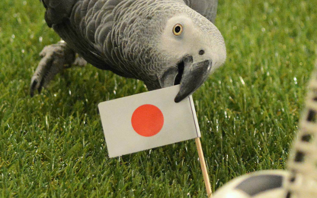 Japan’s Mystic Parrot Predicts Outcome for Japan vs Colombia World Cup Match