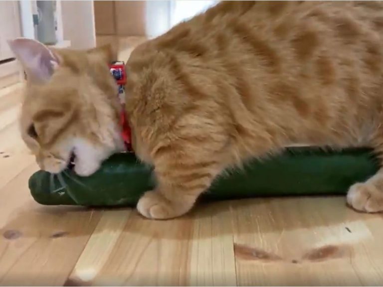 Adorable munchkin proves that cats and cucumbers can get along