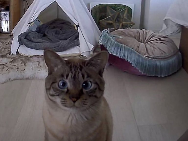 Cat stalks owner via camera when they forget to give him lunch