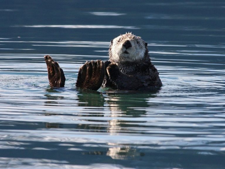 This Headbanging Otter is Toba Aquarium’s Latest Star