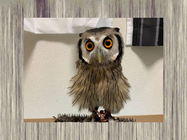 Japanese animal-lover’s owl makes shocking transformation when the lights go on